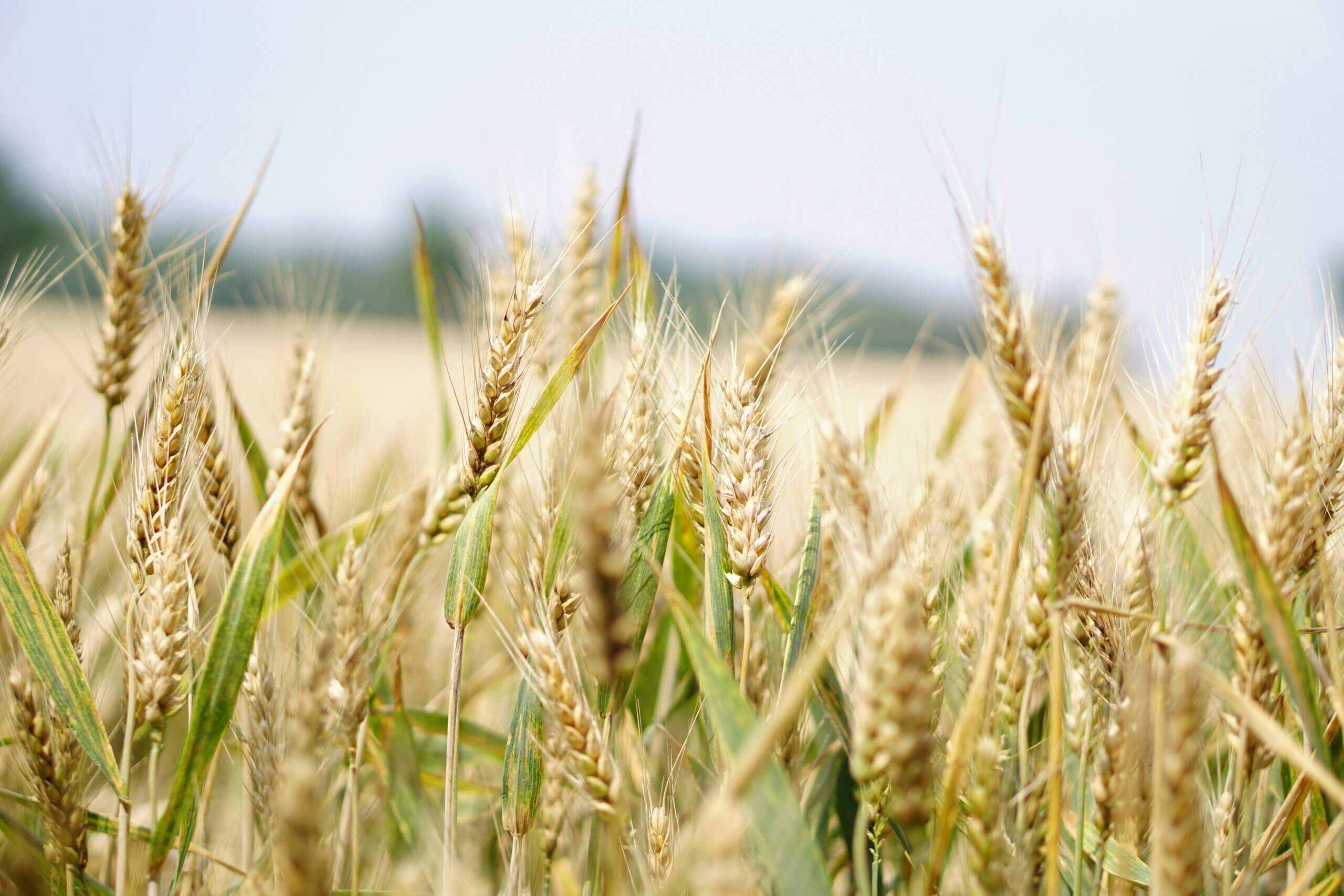 wheat futures